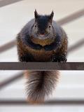 Chubby Squirrel_52524